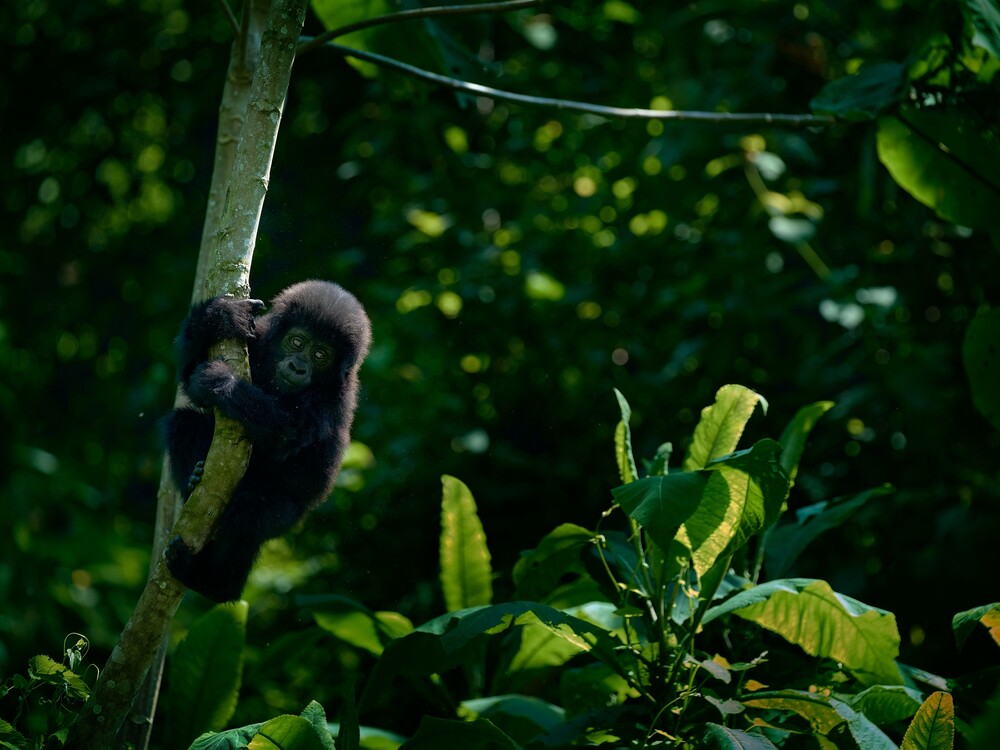 Gorilla Trekking Uganda Experience