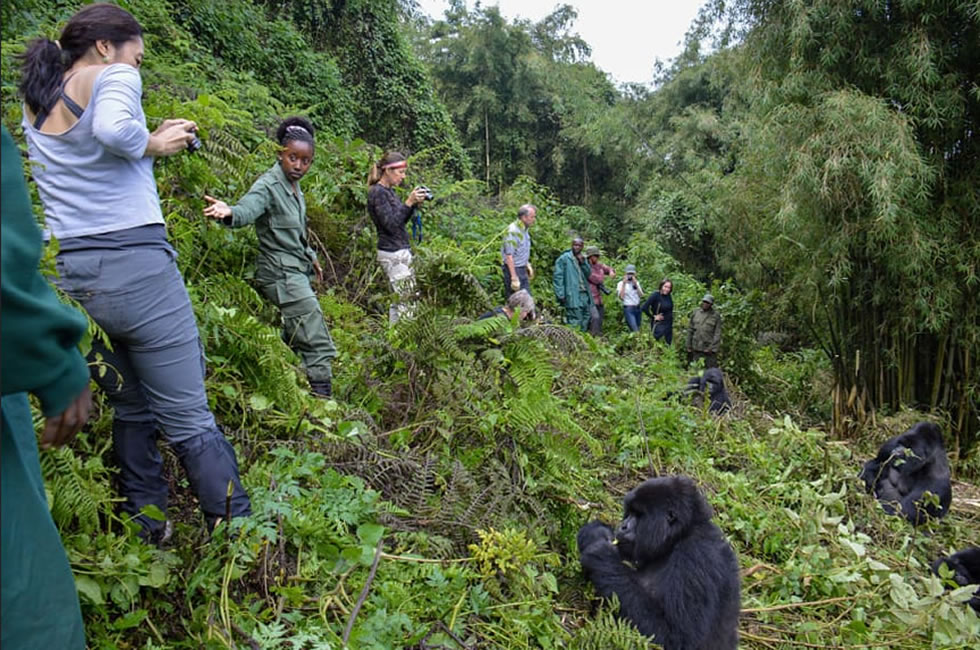 How Hard is Gorilla Trekking in Rwanda