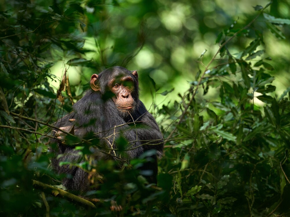Kibale National Park chimpanzee trekking with Nextgen Safaris