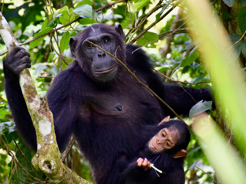 Kibale National Park chimpanzee trekking