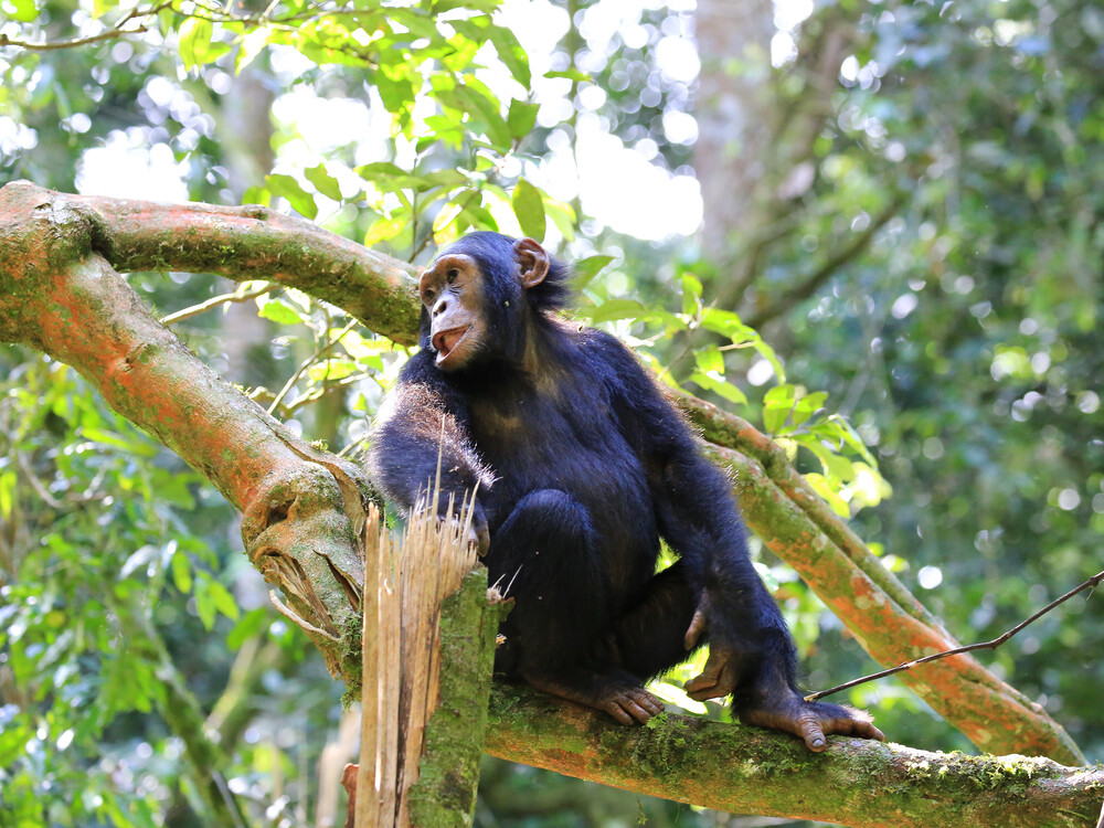 Kibale National Park Chimps Trekking