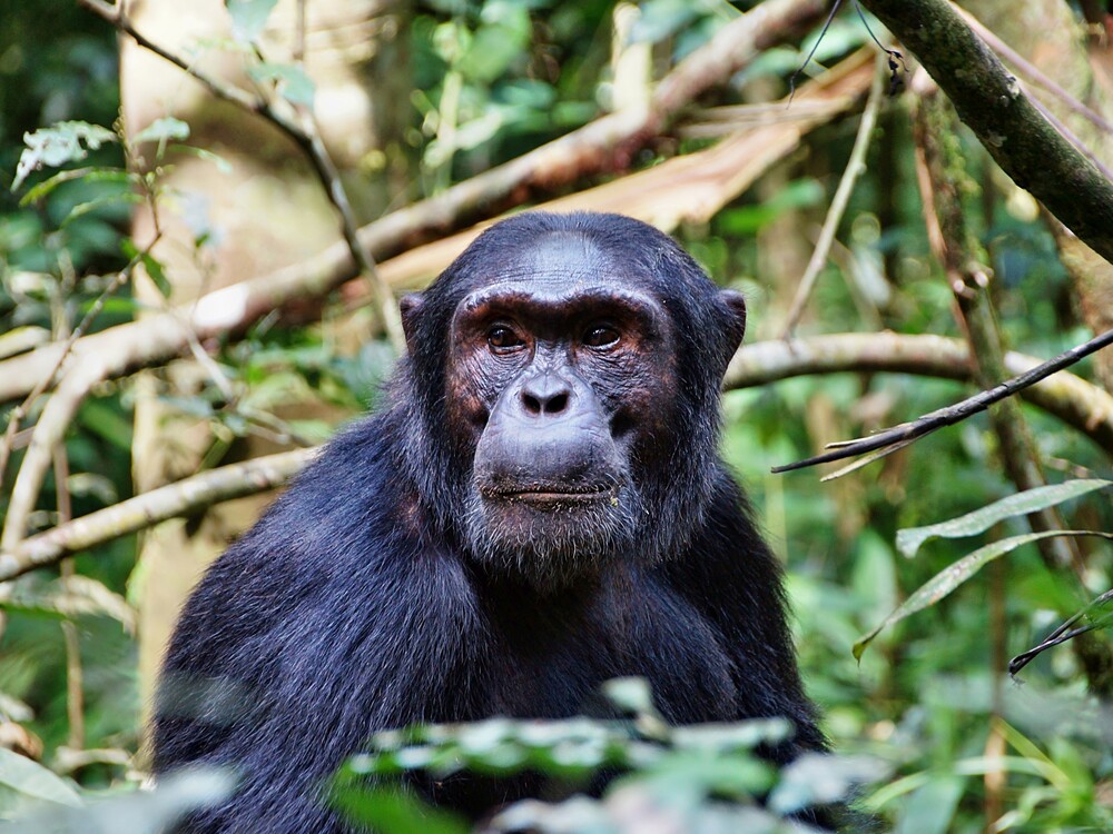 Chimpanzees in Kibale National Park