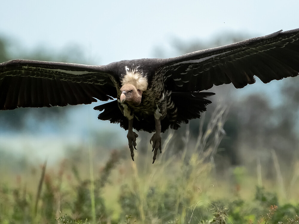 Birdlife in Kidepo Valley National Park