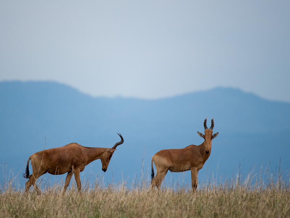 When Gorilla Trekking May Not Be Worth It for Experienced Safari Travelers