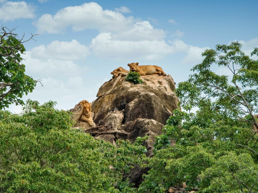 Lions on Game Drive in Kidepo Valley National Park