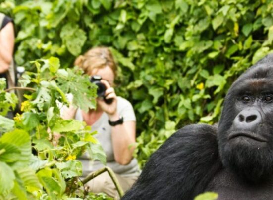 Luxury Honeymoon Gorilla Safaris in Uganda