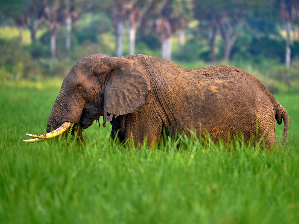 Murchison Falls National Park elephants on a game drive