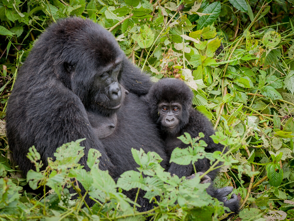 Nextgen Safaris Gorilla Trekking in Rwanda