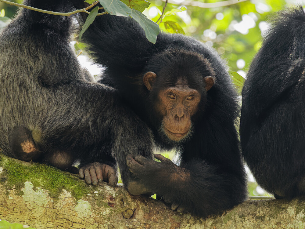 At Elevana Luxury Gorilla Holidays, we specialize in creating a bespoke chimpanzee trekking experience that combines adventure with luxury. Whether you’re trekking through Kibale’s stunning forest or relaxing in the comfort