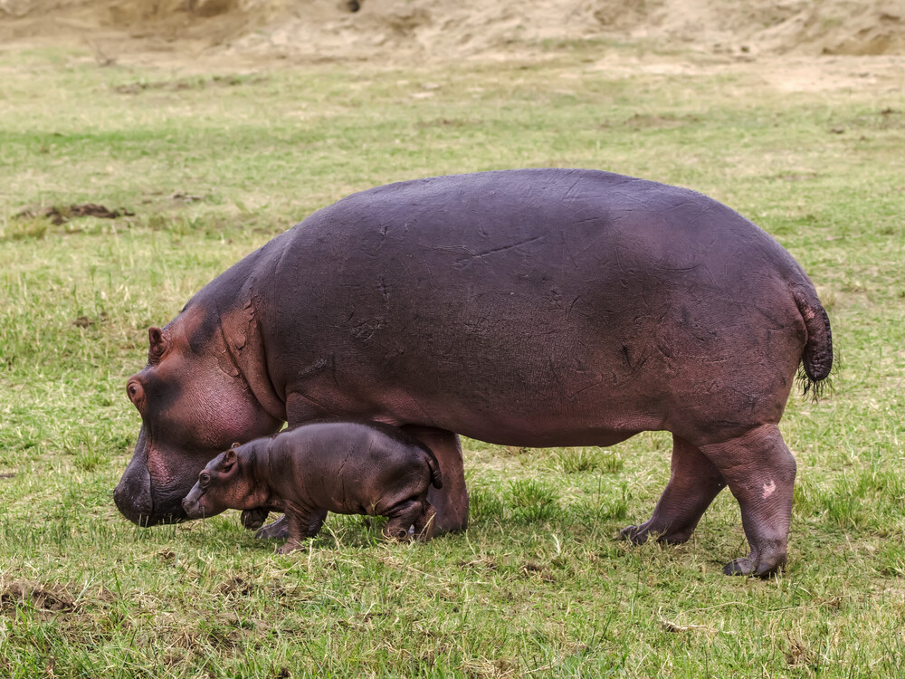 Hippos in Queen Elizabeth National Park