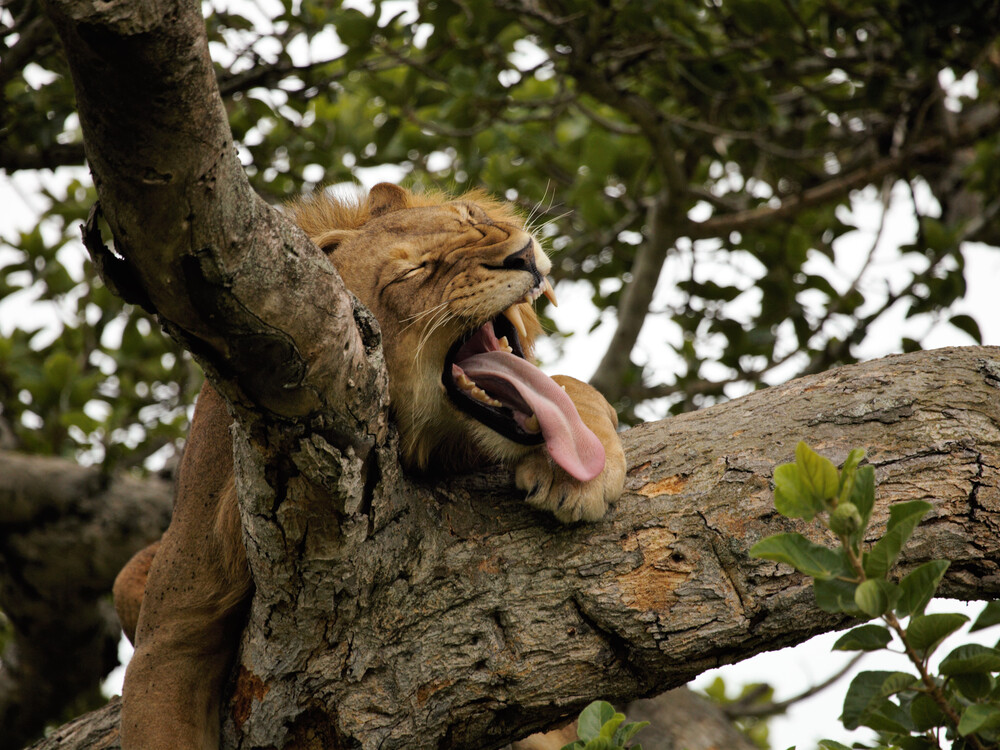 Tree-climbing lions in Queen Elizabeth National Park