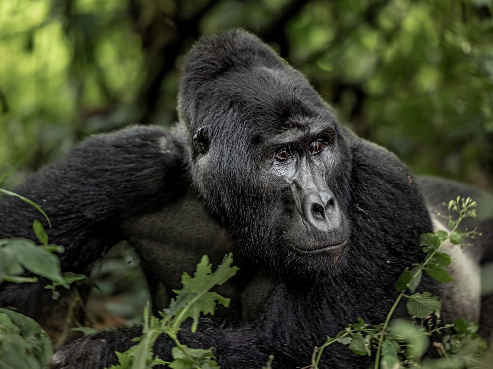 8 Day Luxury Gorilla Trekking Uganda Rwanda for First-Time Travelers
