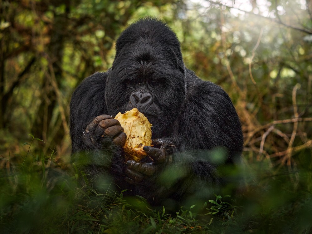 3 Day Luxury Gorilla Trekking for First-Time Africa Travelers
