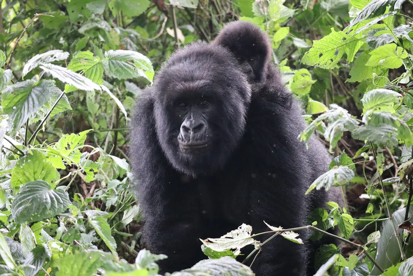 Exclusive Virunga National Park experience by Elevana
