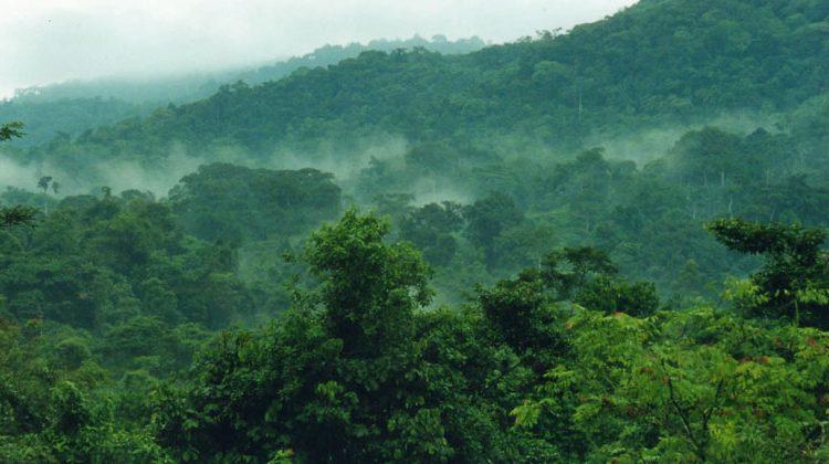 Frequently Asked Questions – Gorilla Trekking for First-Time Travelers