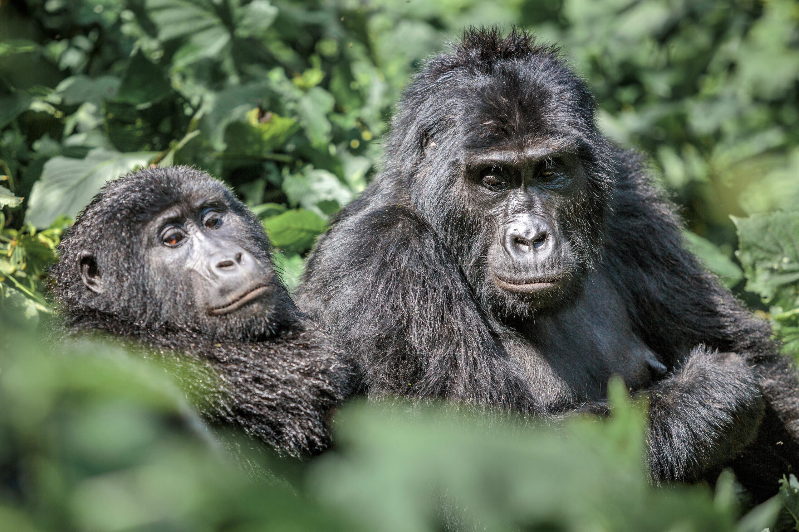 What to wear for gorilla trekking safari