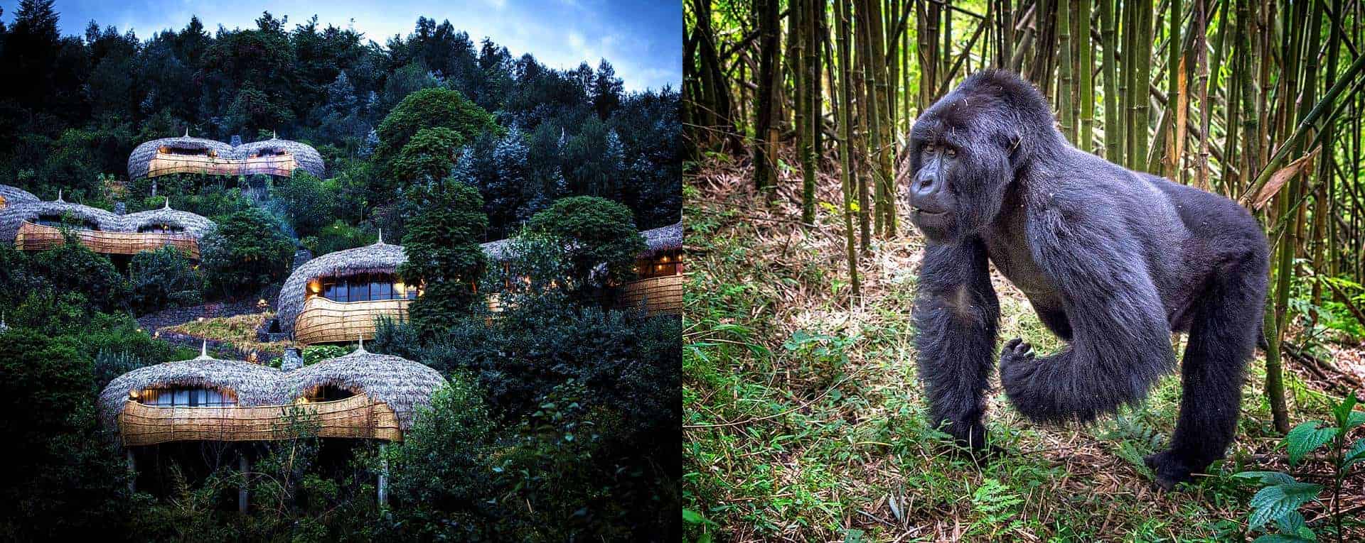 Where to Stay in Volcanoes National Park for Gorilla Trekking – Elevana