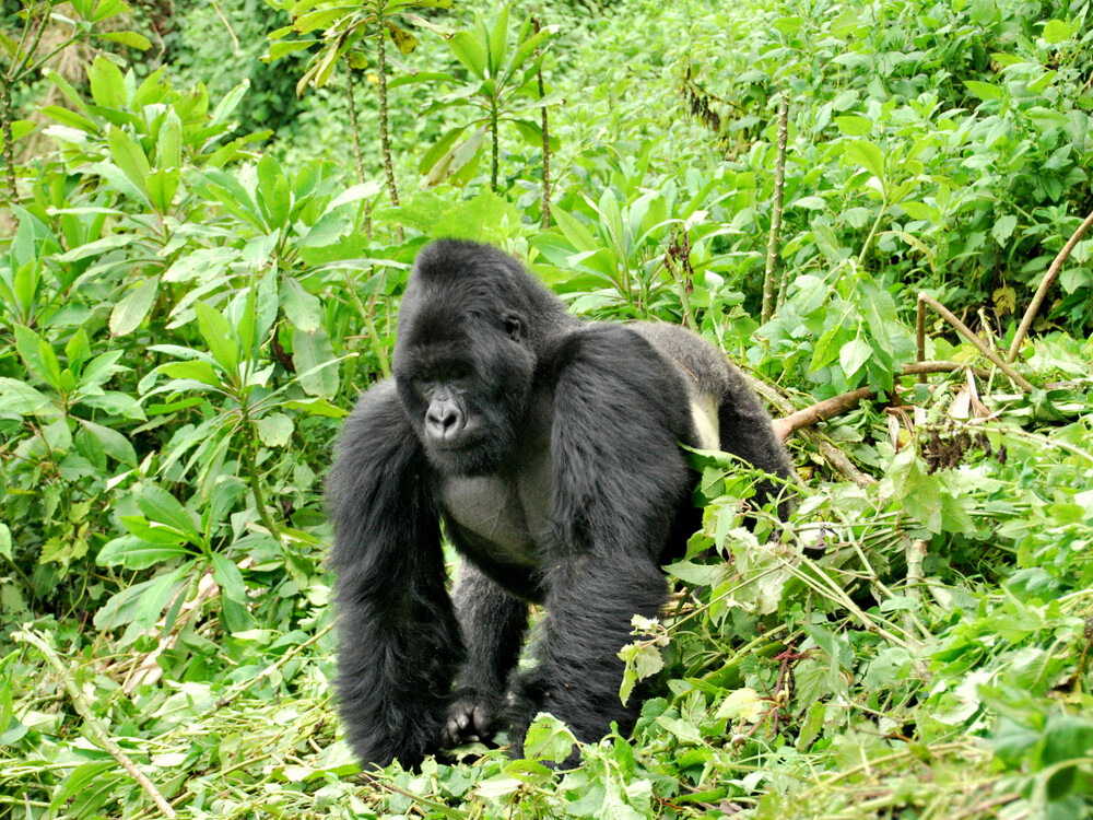 So, Is Gorilla Trekking Worth the Cost?
