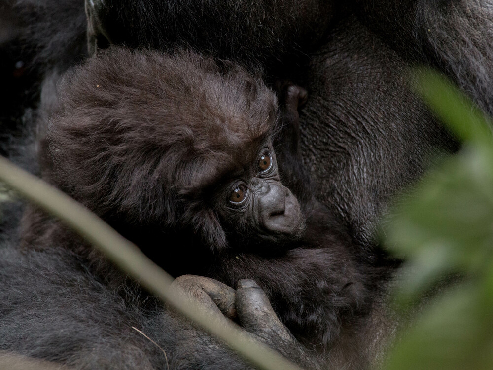 Luxury honeymoon gorilla safari Rwanda mountain gorillas experience