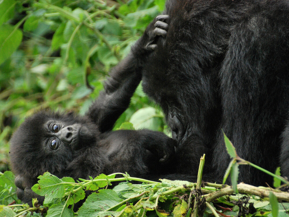 Is Gorilla Trekking Worth It If You’ve Done Other African Safaris?