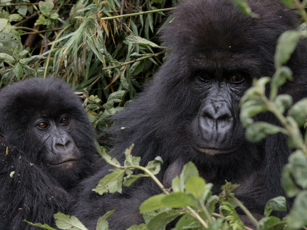 6 Days Luxury Gorilla Trekking in Rwanda