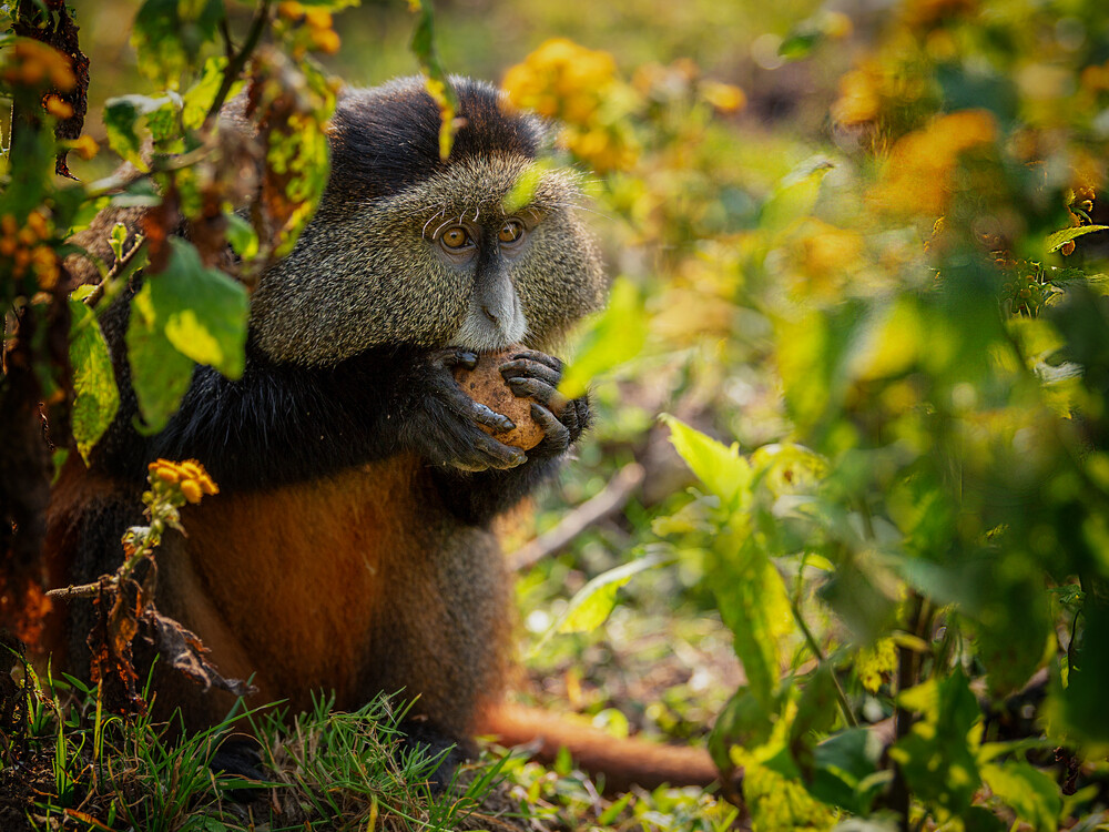Golden monkey trekking for honeymooners in Rwanda with Nextgen Safaris
