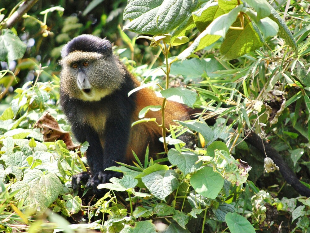 Golden monkey trekking in Rwanda with Nextgen Safaris