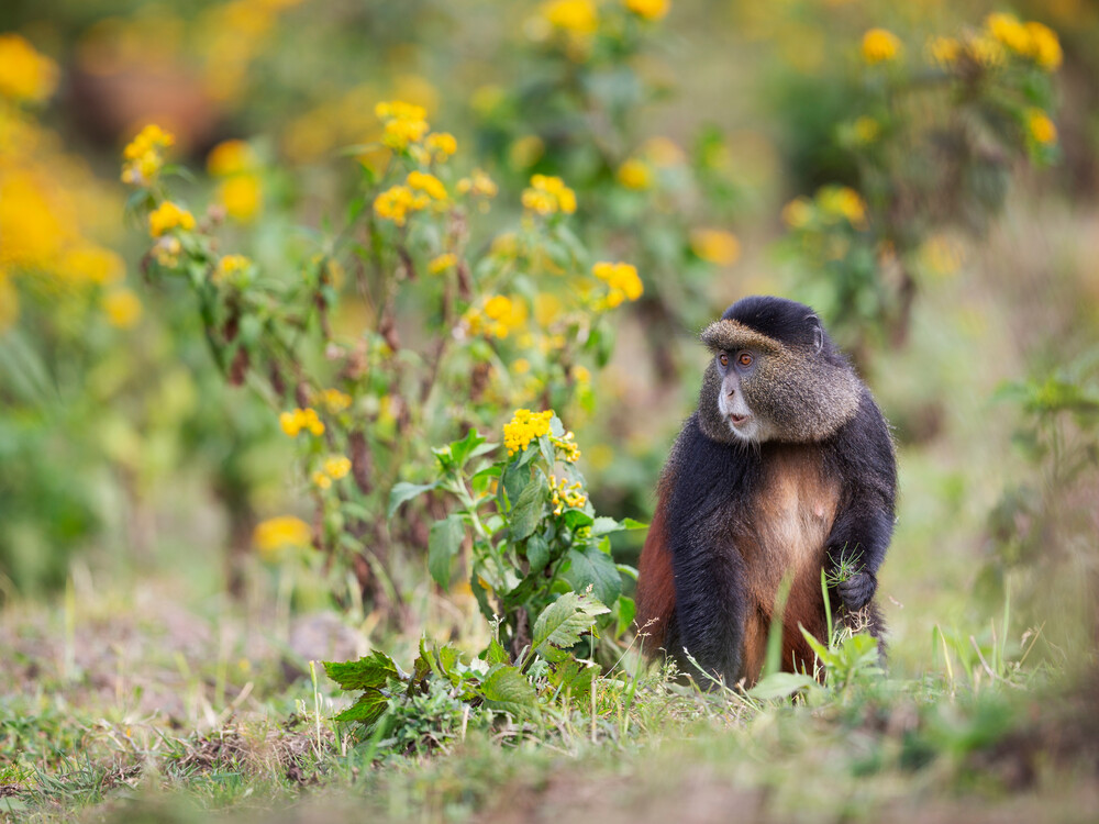 Golden monkey trekking for honeymooners in Rwanda