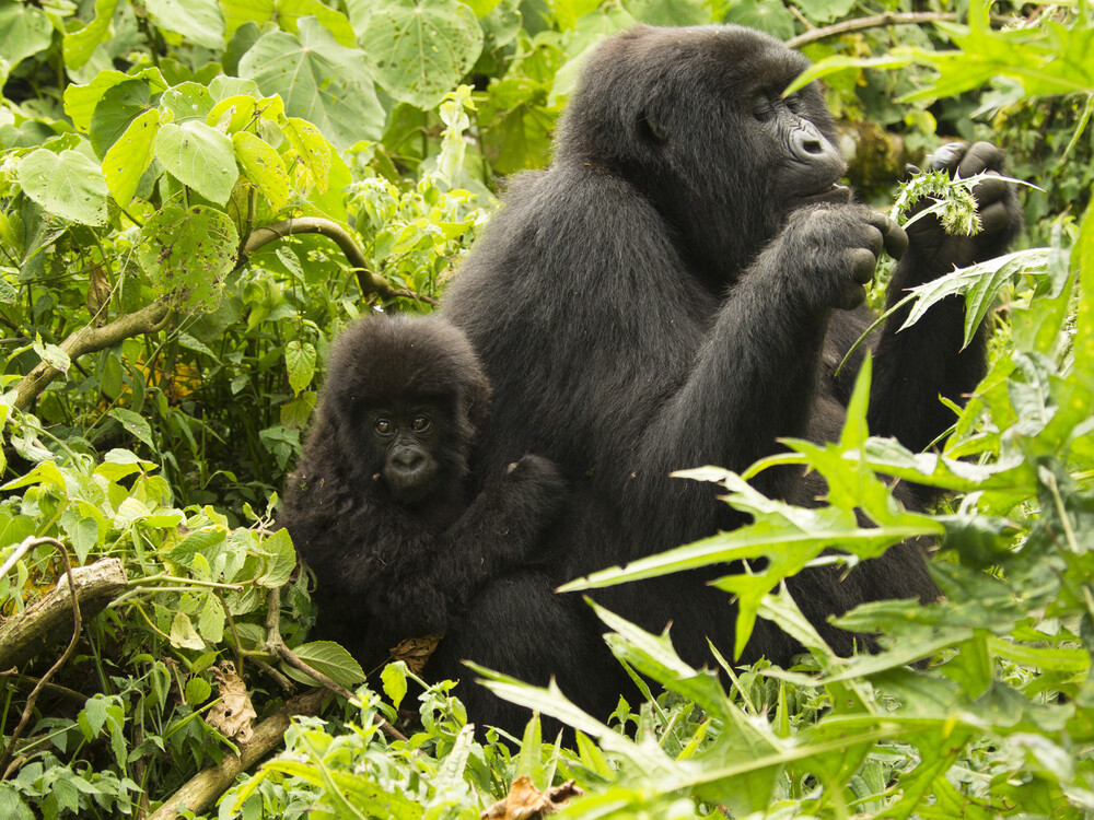 The luxury aspect of the trek—smaller groups, more exclusive access—ensures that you can truly immerse yourself in the environment and focus on the unique experience of being with the gorillas. Trekking in a smaller group reduces the distractions and noise that typically accompany larger groups, allowing for a more peaceful and rewarding encounter with the gorillas. You are likely to encounter fewer tourists along the way, giving you and your group the chance to observe the gorillas without feeling rushed or competing for space with other trekkers.
