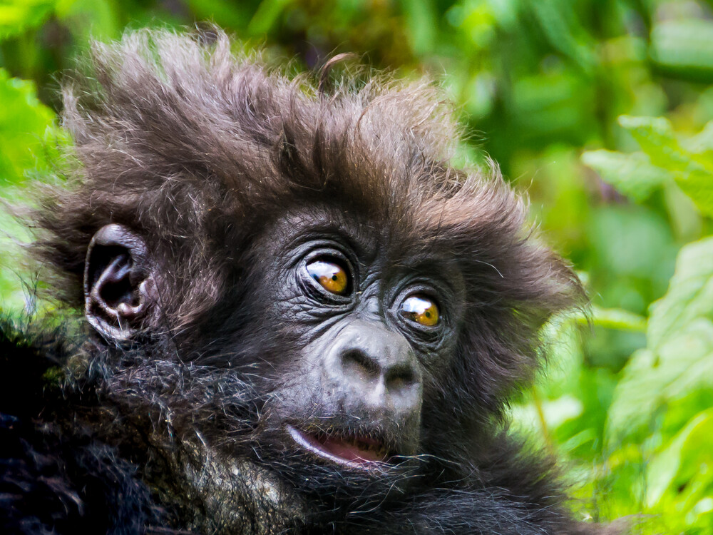 Luxury gorilla trekking for honeymooners in Rwanda Volcanoes National Park