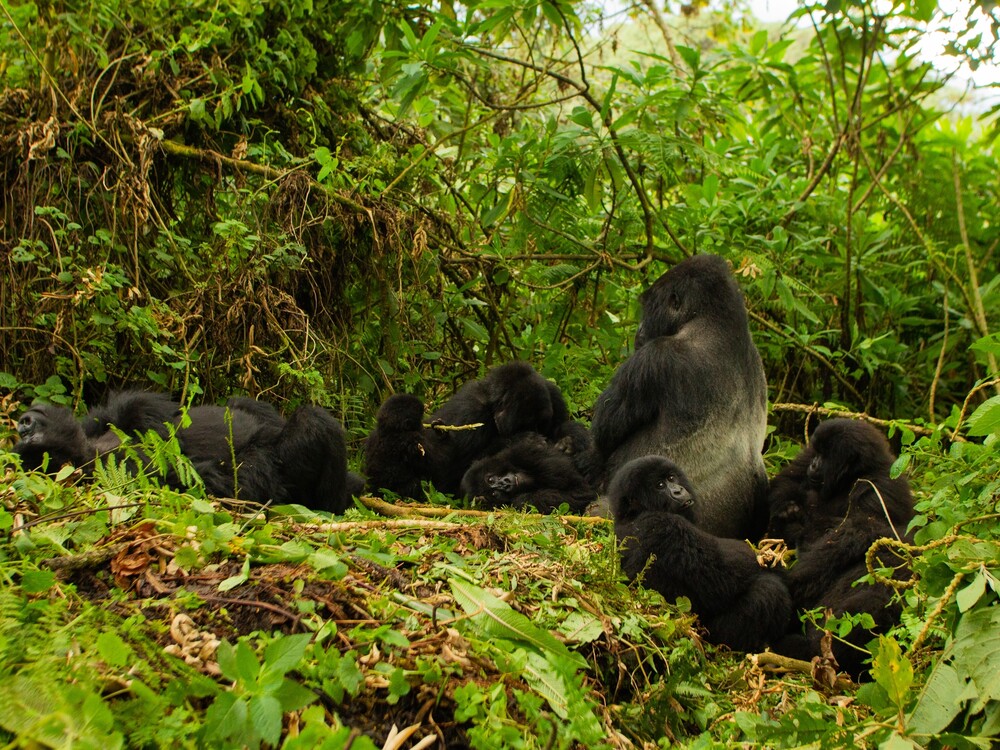 9 Days Luxury Gorilla Honeymoon Safari
