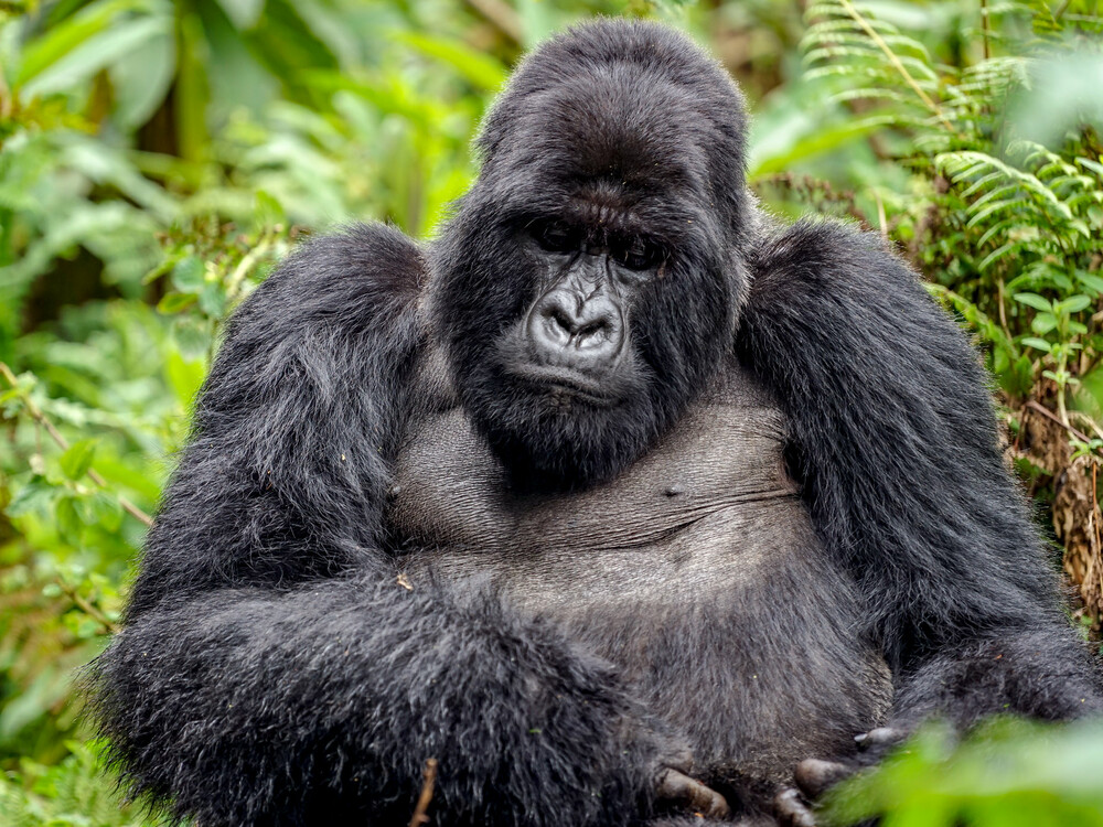 Mountain Gorilla Trekking for Honeymooners in Rwanda
