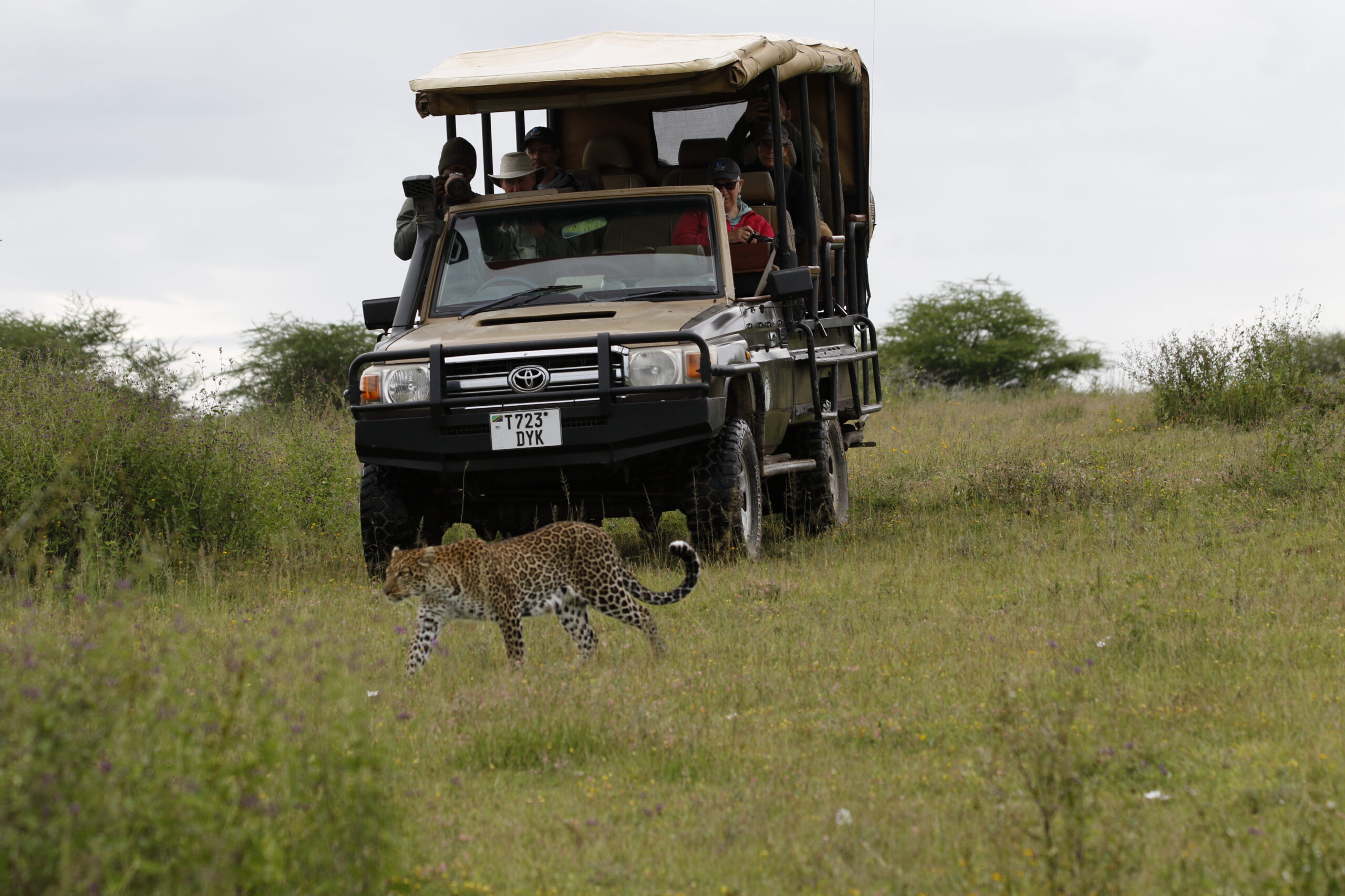 Luxury Game Drive Viewing a Leopard