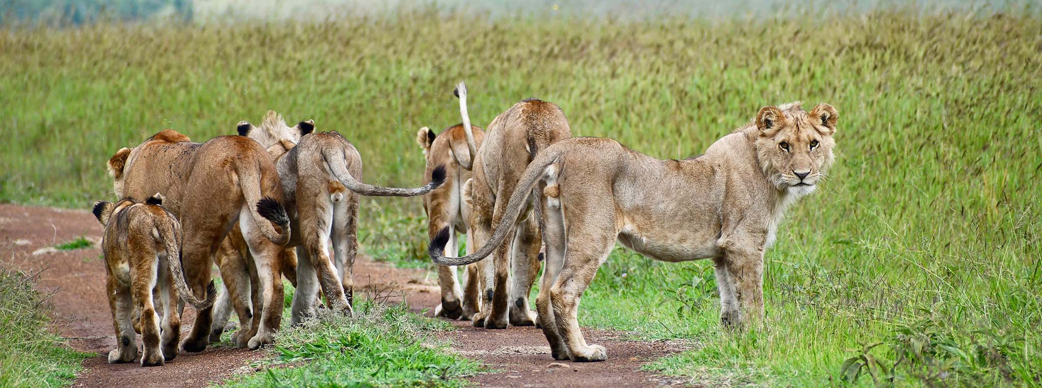 Lion Family with Cubs