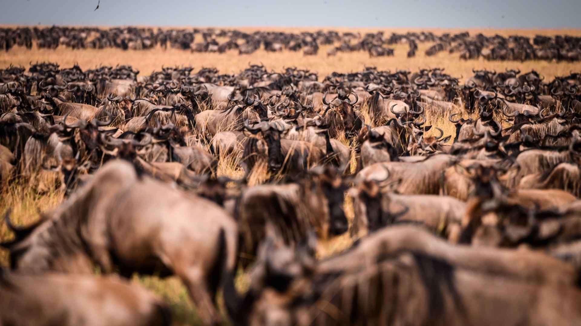 The Great Migration at Serengeti and Masai Mara