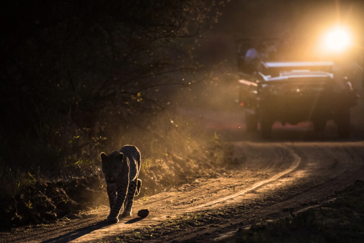 Leopard During a Night Game Drive
