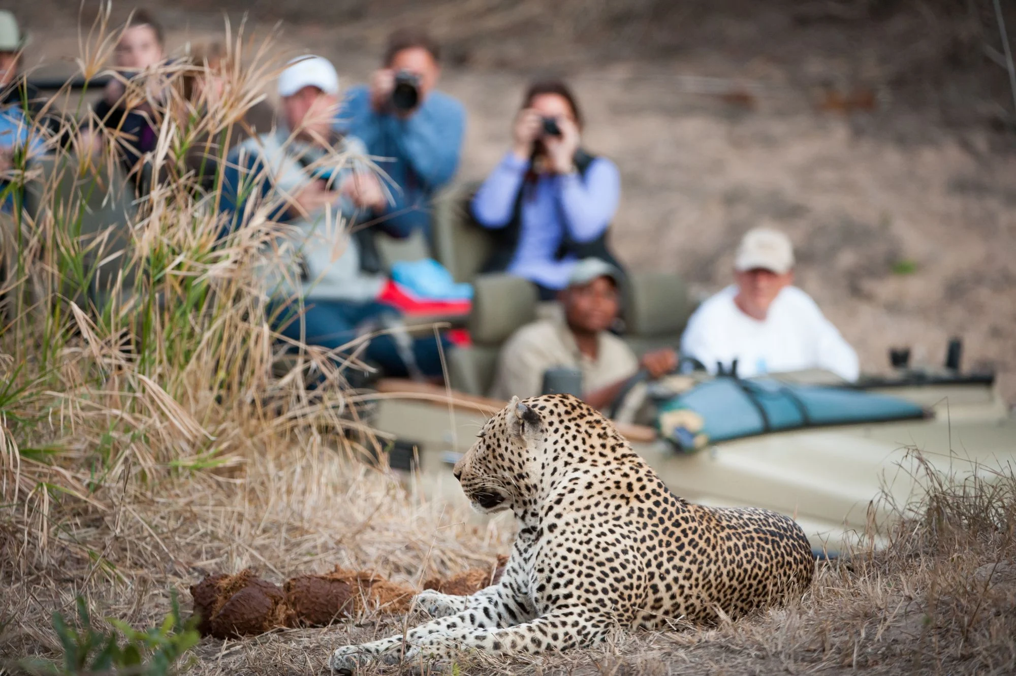 Leopard Lying on Ground