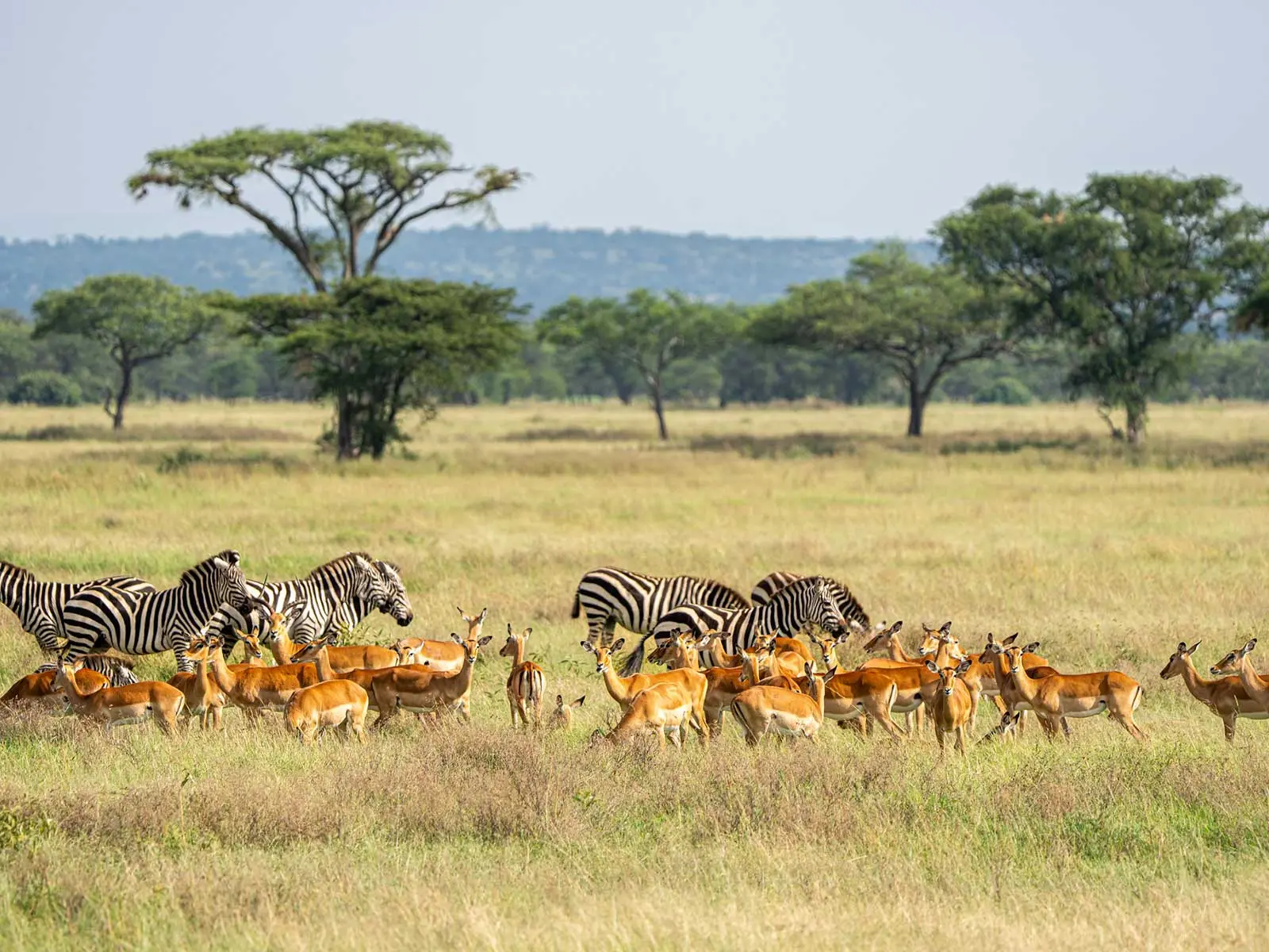 Zebras and Kobs