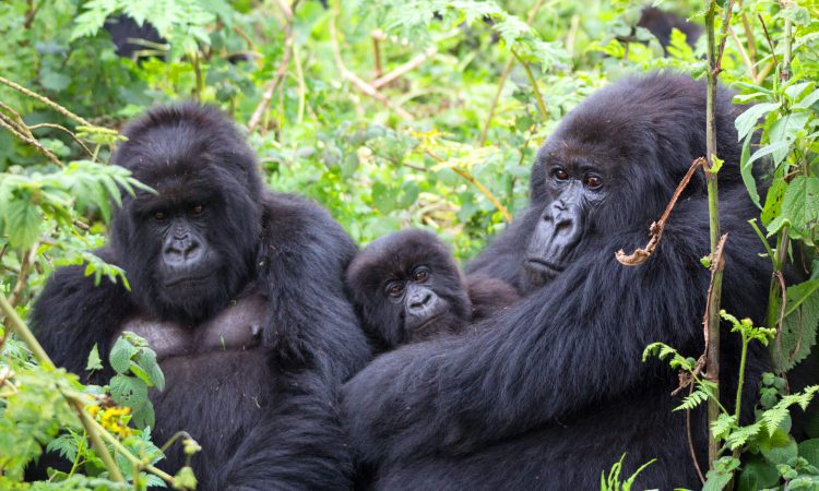 The 10-Day Luxury East Africa Gorilla Safari allows travelers to explore multiple East African destinations within one seamless 