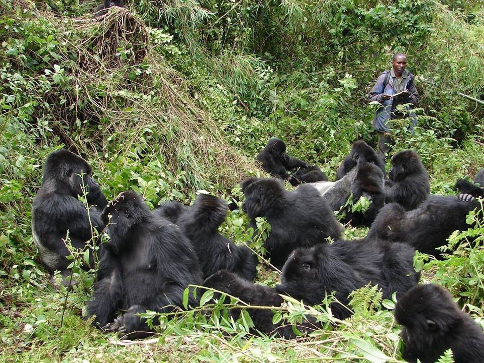his package combines two of Africa’s most iconic wildlife spectacles. Travelers enjoy intimate encounters with mountain gorillas before continuing to witness the Great Migration in the Maasai Mara or Serengeti. The 
