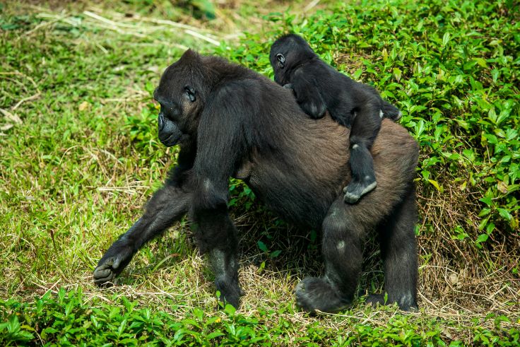 The 3-Day Luxury Gorilla Trekking Safari is ideal for travelers with limited time who still want to experience one of Africa’s most extraordinary wildlife encounters. This package focuses primarily on mountain gorilla trekking while providing luxury accommodations, private transfers, 