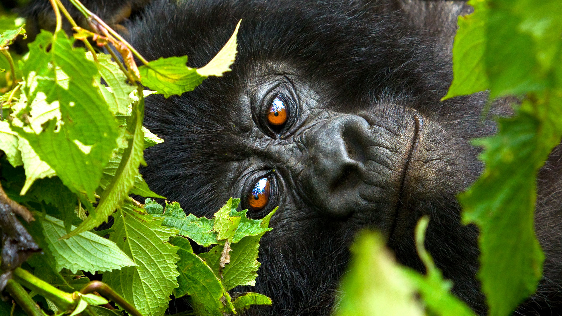 The 4-Day Fly-In Gorilla Safari is designed for travelers seeking maximum comfort and efficiency. Instead of long road transfers, guests enjoy scenic domestic flights that provide breathtaking aerial views of mountains, forests,