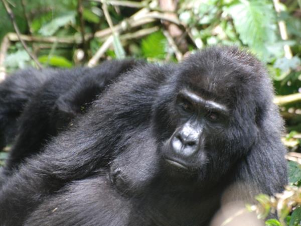 The 7-Day Luxury Gorilla and Big Five Safari is one of the most popular Luxury Gorilla Safari Packages 2026 because it combines mountain gorilla trekking with opportunities to see