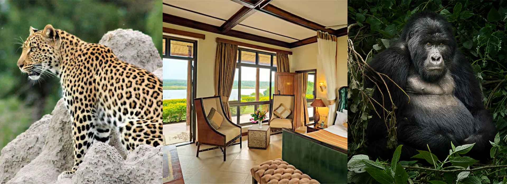 The 7-Day Luxury Gorilla and Big Five Safari is one of the most popular Luxury Gorilla Safari Packages 2026 because it combines mountain gorilla 