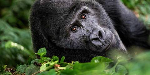 For travelers seeking both adventure and relaxation, the 8-Day Gorilla Trekking and