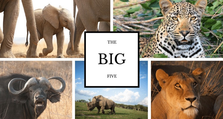 Luxury Big Five Wildlife Safari