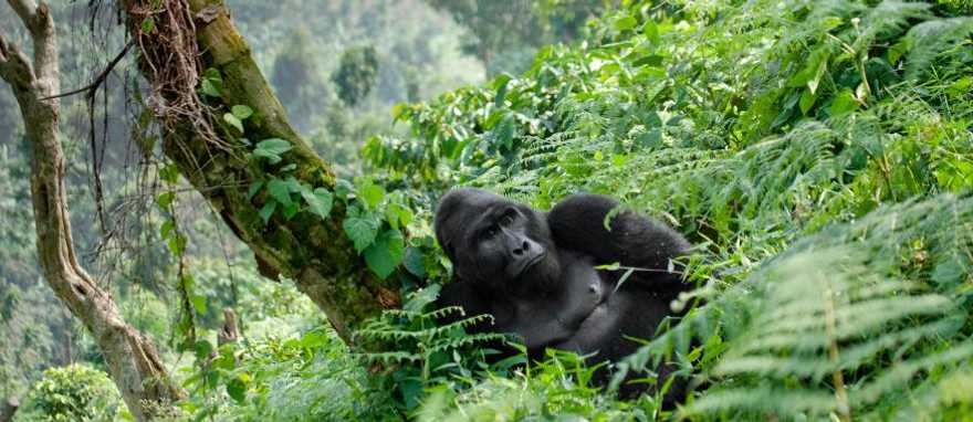 Luxury Big Five Safari Experience
