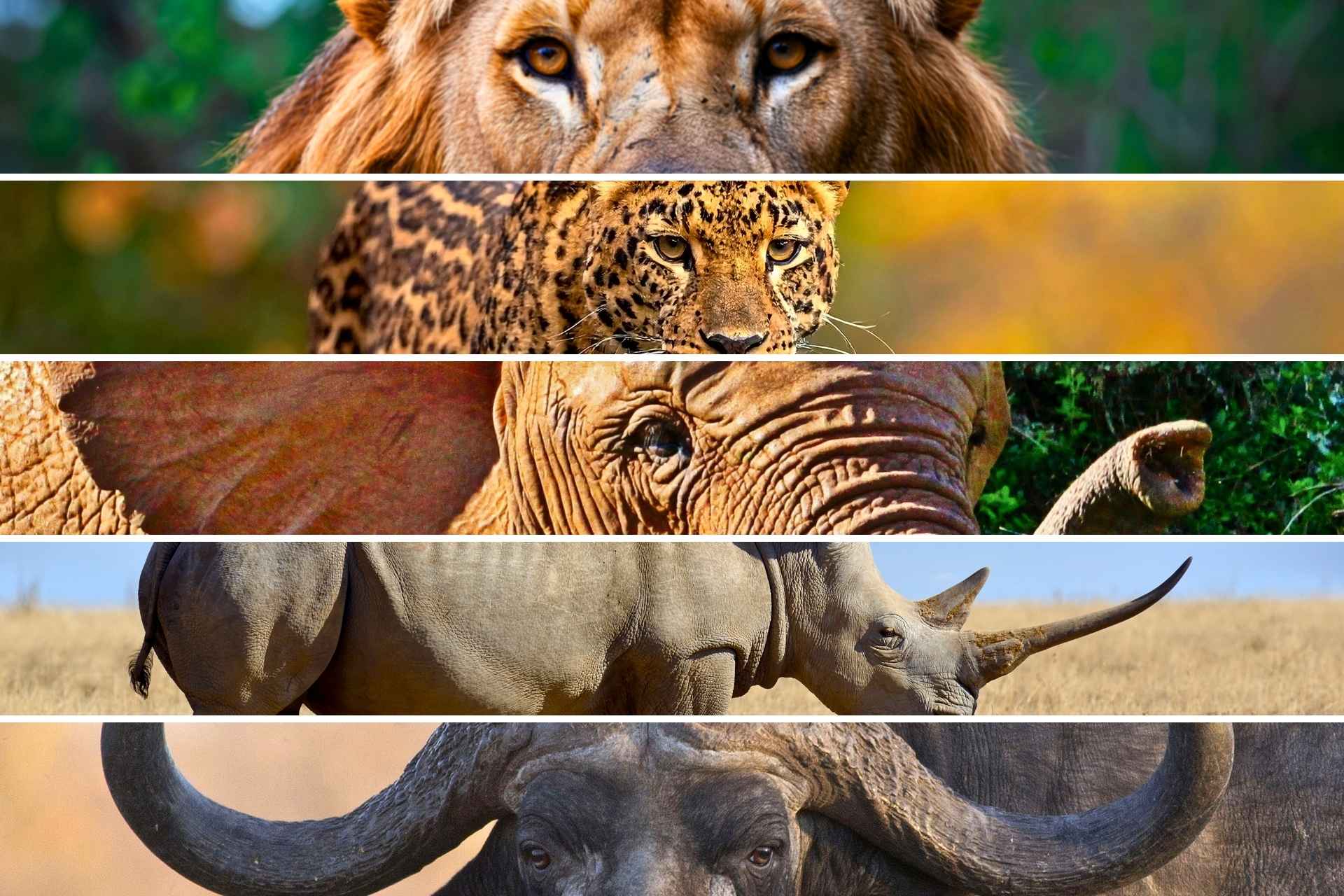 Big Five Luxury Safari