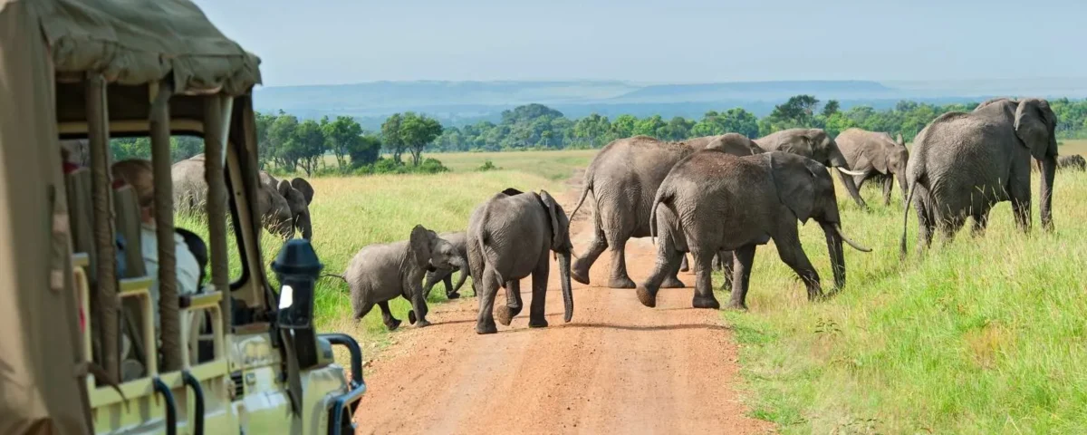 Big Five Wildlife Luxury Safari