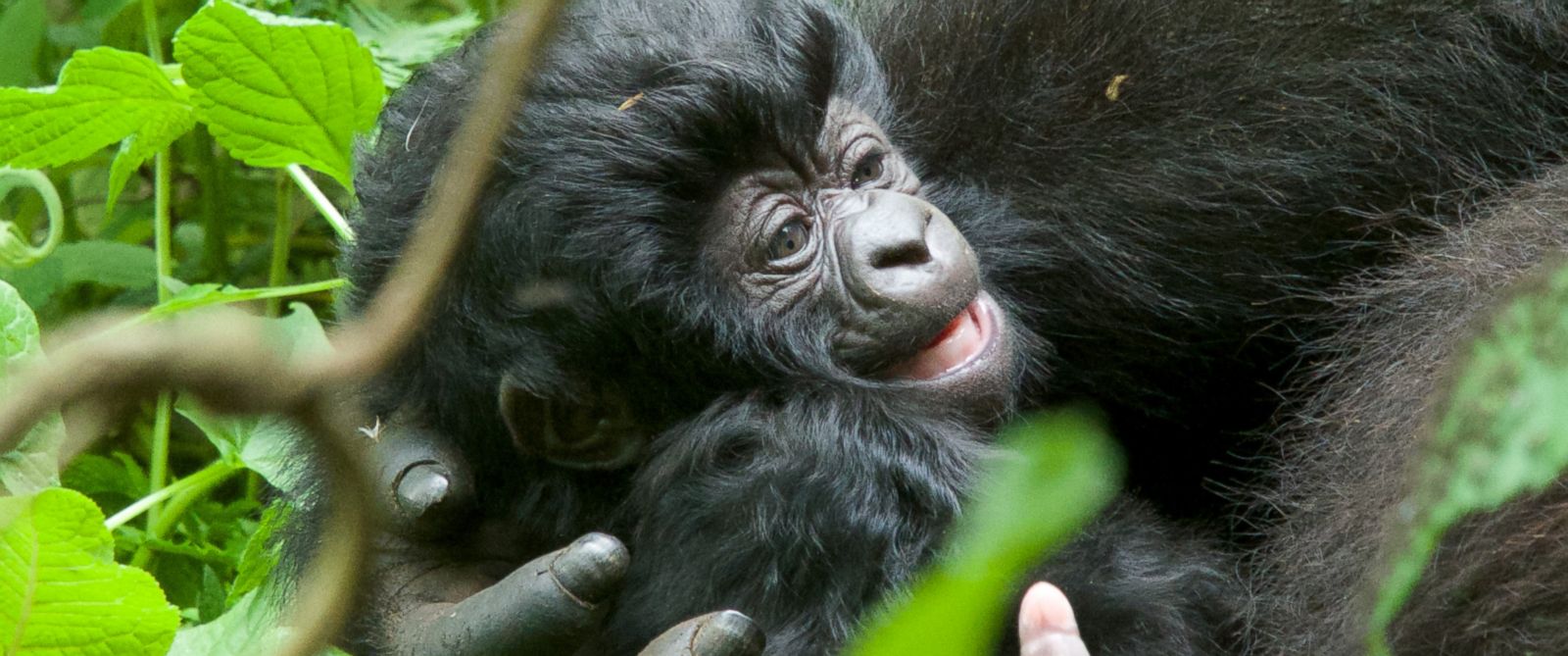 This family is commonly associated with the Gorilla Habituation